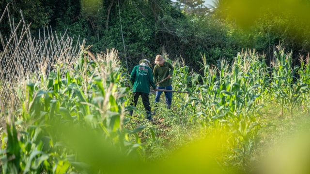 Ferme agroécologique – partenariat Stop Hunger – campus Happy Chandara – Toutes à l’école